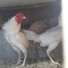 Jual Ayam Putih Polos Mata Kaki Paruh Kota Tangerang Selatan Brahma Mutiara Farm Tokopedia