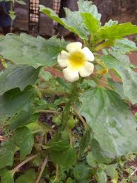 Image result for Pedalium murex