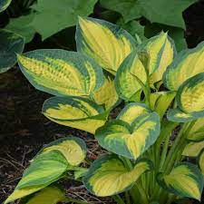 Hosta ' orange marmalade ' has yellow leaves with a blue margin and is a large hosta that has lavender flowers and grows in semi shade and full shade. Hosta Orange Marmalade Pp16742 Perennial Resource