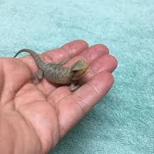 Translucent Bearded Dragon Hatchling Bearded Dragon Hatchling Dragon