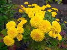 Image result for Chrysanthellum indicum