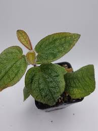 Image result for Melhania prostrata