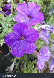 Image result for Petunia axillaris