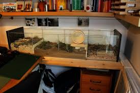 Detolf Cage Ikea Detolf Cheap Hamster Cages Hamster Cages