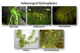 We know this is a false pretense, and is a totally manufactured argument to make you look the other way, when within two to three years you may see massive dying of people way below the average. Ecological Adaptations Of Hydrophytes Ppt Easy Biology Class