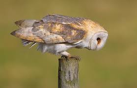 Bird That Sounds Like An Owl Uk Barn Owl D2x6883 Barn Owl Owl Animals