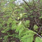 Image result for Acacia ataxacantha