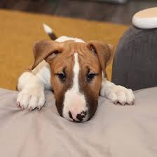 Female names beginning with k. 390 Female Dog Names That Start With K The Paws