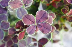 Image result for Trifolium repens