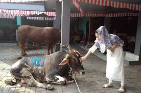 Lukisan bunga mawar hitam putih auto kfz info. 85 Gambar Sapi Kurban Hitam Putih Paling Hist Gambar Pixabay