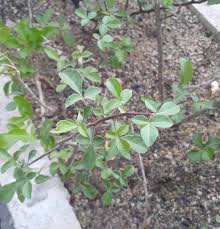 Image result for Burseraceae