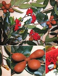 Image result for Xylopia collina