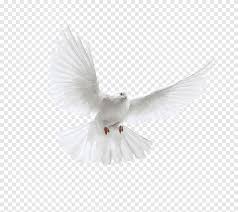 Heart wallpaper love you images love gif best photo background rose pictures love you gif i love you hubby illusion photos dove images. Terbang Merpati Putih Poster Burung Merpati Terbang Putih Hewan Fotografi Png Pngegg