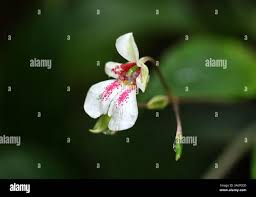 Image result for Impatiens gomphophylla