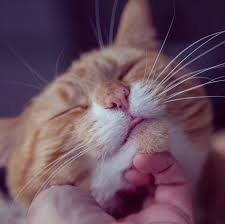 Since then, national pet day has become a way for people to celebrate the joy their pets bring them. Uxt7b9iu8qbj9m