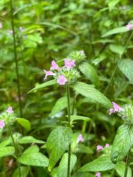 Image result for Clinopodium