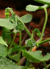 Image result for Tragia kirkiana