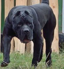 Presa Canario Ile Ilgili Gorsel Sonucu Bully Breeds Dogs Boxer Dogs Presa Canario