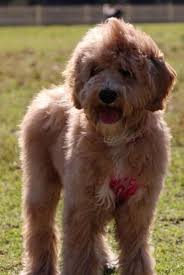 London A Medium Tamaruke Labradoodle Labradoodle Grooming Labradoodle Animals