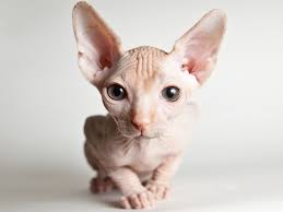 Hd wallpapers and background images Wallpaper Sphynx Cat Front View Face Eyes 3840x2160 Uhd 4k Picture Image
