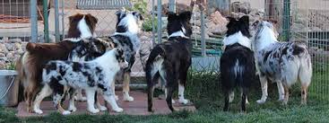 Good dog thoroughly vets every breeder to ensure they use responsible breeding practices for aussiedoodles. Australian Shepherd Breeders Arizona