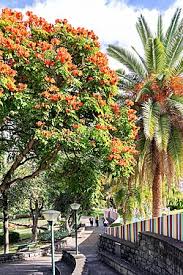 Image result for Spathodea