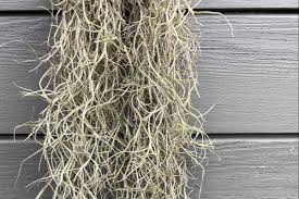 All you have to do is separate groups of strands. Houseplant Guide How To Care For Spanish Moss Evening Standard