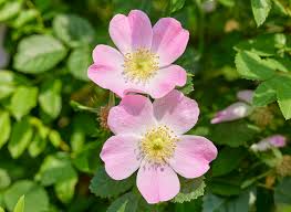 姫野ばら園八ヶ岳農場