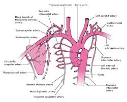 Want to learn more about it? Coarcation Of The Aorta Anatomy