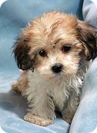 Black Bichon Frise Puppy For Sale Pin By L C Lewis On Fur Affair Puppies Cute Dogs Dogs And Puppies