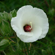Image result for Hibiscus noldeae