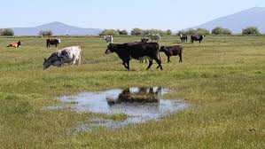The rangeland management program has developed a unique program of study that allows students to tailor their educational paths to meet these challenges. Before Oregon S Armed Takeover A Long Brewing Dispute Over Rangeland Health Pbs Newshour