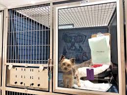 Pet paradise is a dog boarding kennel. Bayside Pet Resort At Lakewood Ranch Bayside Pet Resort