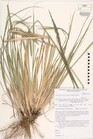 Image result for Sporobolus natalensis