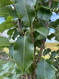 Kieffer Pear Trees — Roots to Fruits Nursery