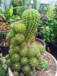 For the best results, don't remove the. I M Considering Propagating Does Anyone Have An Id Cactus