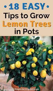 How To Grow Lemon Trees In Pots 18 Proven Tips Growing Lemon Trees How To Grow Lemon Container Gardening Vegetables