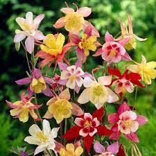 Columbine are unassuming since the flower can not be seen by looking down. Mixed Columbine Flower Bulbs Gardening