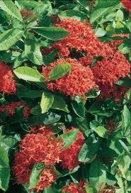 Image result for Ixora hartiana