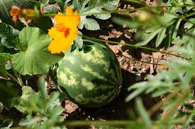 The vines will continously set fruit if pollinators are doing their job, but the plant will abort fruit once it reaches it capacity based on water fertility temp etc. Do You Know How Many Watermelons Per Plant Jane Mag