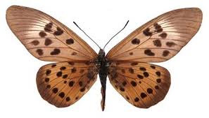 Image result for Basananthe sandersonii