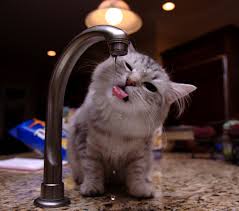 Kedi Ve Su Arasinda Gecenler The Things Between A Cat And Water Videoyu Izle Watch The Video Http Vidopi Com Kim Demis Kediler Su S Kopek Kedi Hayvan
