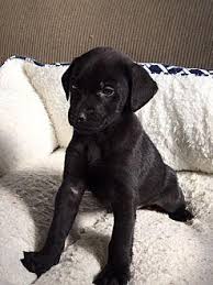 Favorite this post jul 17 english cream goldenn retriever Adam Labrador Retriever Puppy Male For Sale In Memphis Tennessee Classified Americanlisted Com