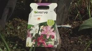 Spre desosebire de grădină, unde legumele se orientează singure după căldura soarelui, la apartament este necesar să le dirijezi puțin activitatea. Cum Se Planteaza Si Se Cresc Crinii