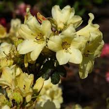Rododendro Goldkrone Con Imagenes Plantas Exoticas Arbustos Plantas