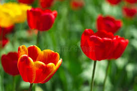 Free webcam slide show and screen saver. 1 372 Screensavers Photos Free Royalty Free Stock Photos From Dreamstime