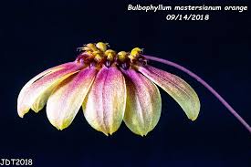 Image result for Bulbophyllum rugosibulbum