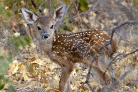 La biche est la femelle du cerf, sa taille est légèrement inférieure. Comment Reconnaitre Un Faon D Une Biche