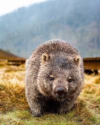 Pin By Rebekkah Sprague On Quazar Australia Animals Australian Animals Australian Wildlife