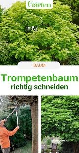 In den baum wird ein fallkerb geschnitten, und zwar in der richtung, in die er fallen soll. Trompetenbaum Schneiden Anleitung Und Tipps Trompetenbaum Trompetenbaum Schneiden Garten Pflanzen